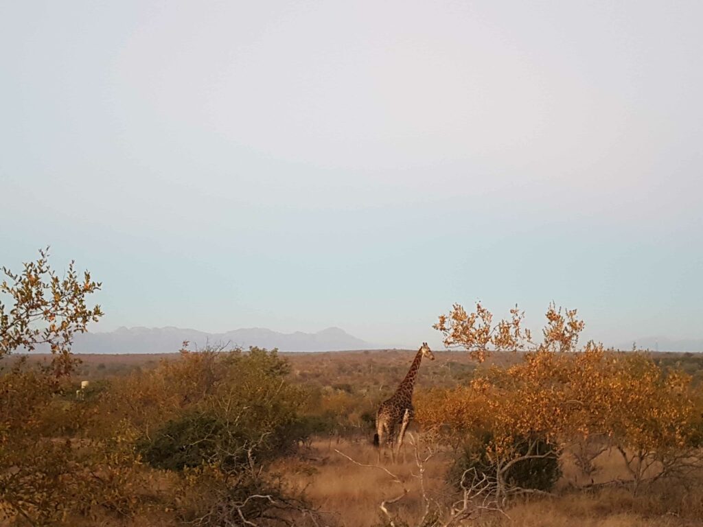 Girafa na savana na África do Sul