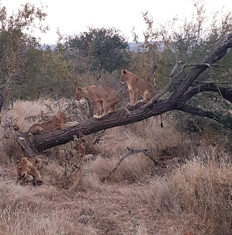 Leões em árvore, safári na África do Sul