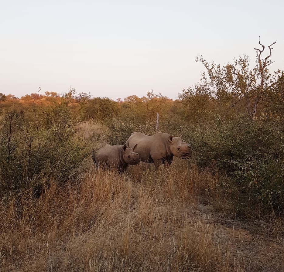 Dois rinocerontes em savana na África do Sul