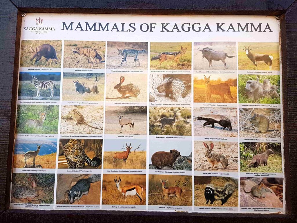 quadro com mamíferos kagga kamma