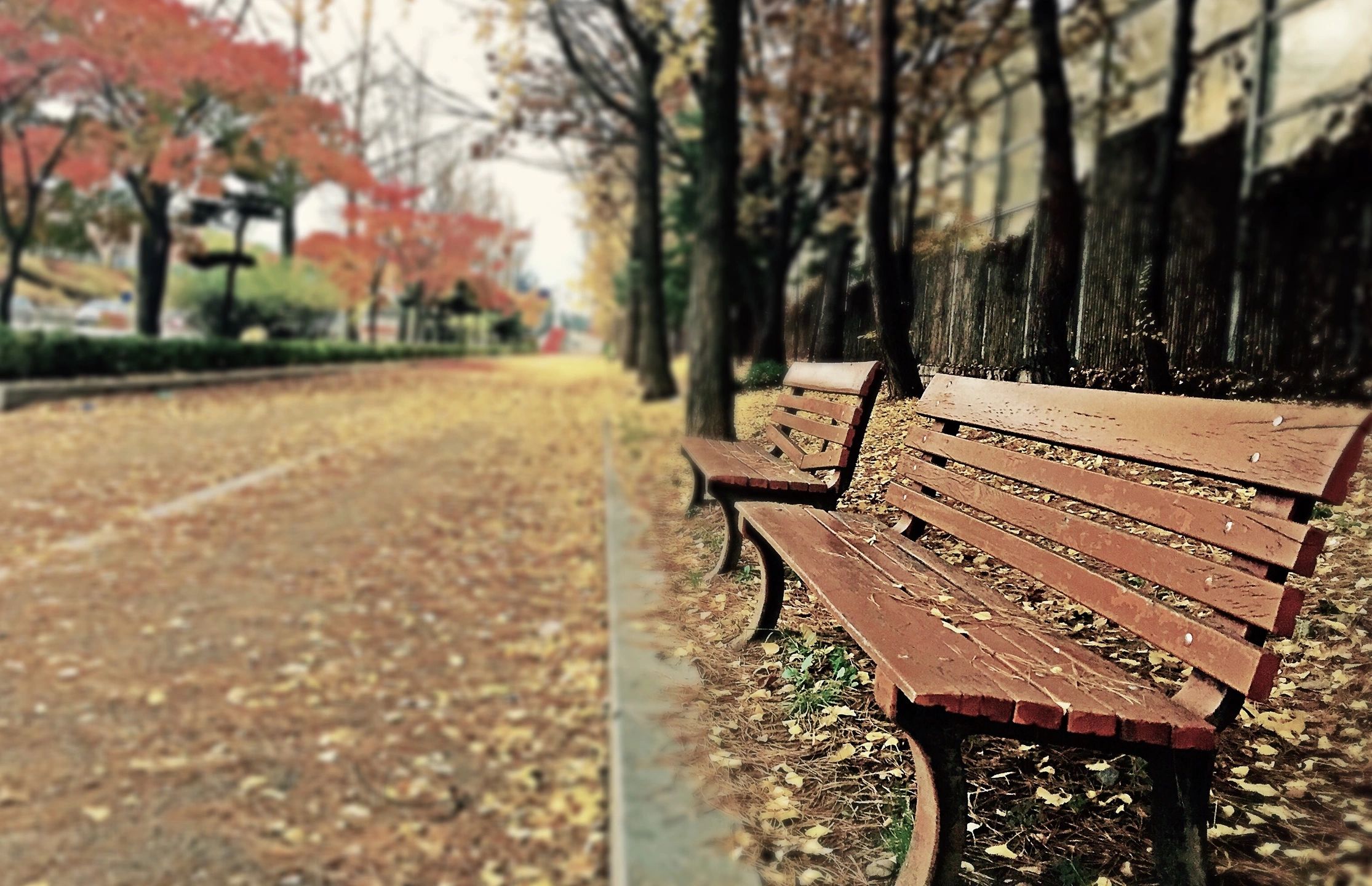Praça com banco vazio e folhas de outono